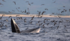 Whale-watching season in Gia Lai
